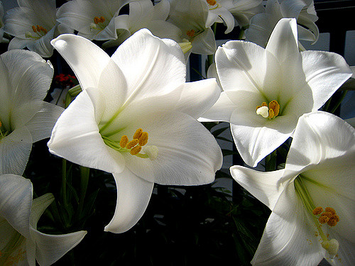 3607094702_37f93febef_z